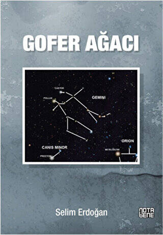 Gofer Ağacı - 1