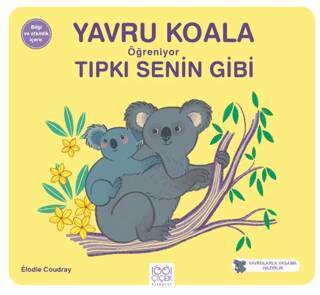 Yavru Koala Öğreniyor Tıpkı Senin Gibi - 1