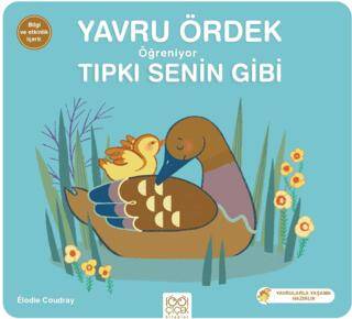 Yavru Ördek Öğreniyor Tıpkı Senin Gibi - 1